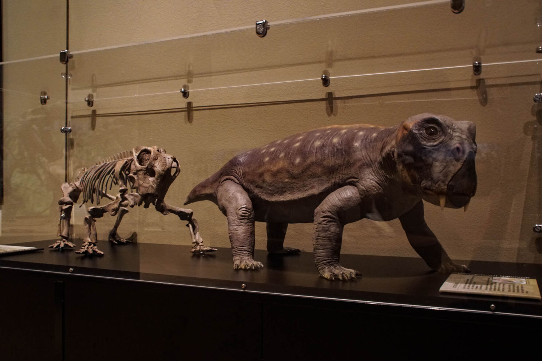 Fossil and replica